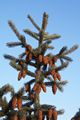 Picea engelmannii Glauca-1 Świerk Engelmanna